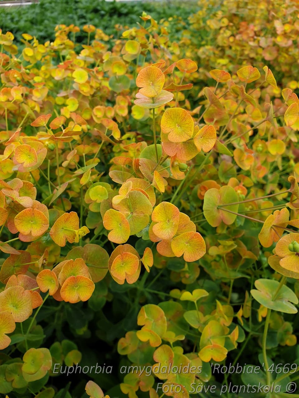 Euphorbia amygdaloides  'Robbiae'