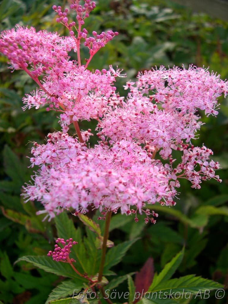 Filipendula rubra  'Venusta '