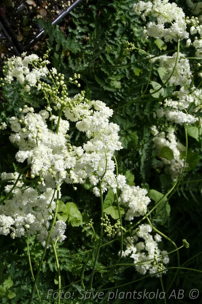 Filipendula vulgaris  'Plena'