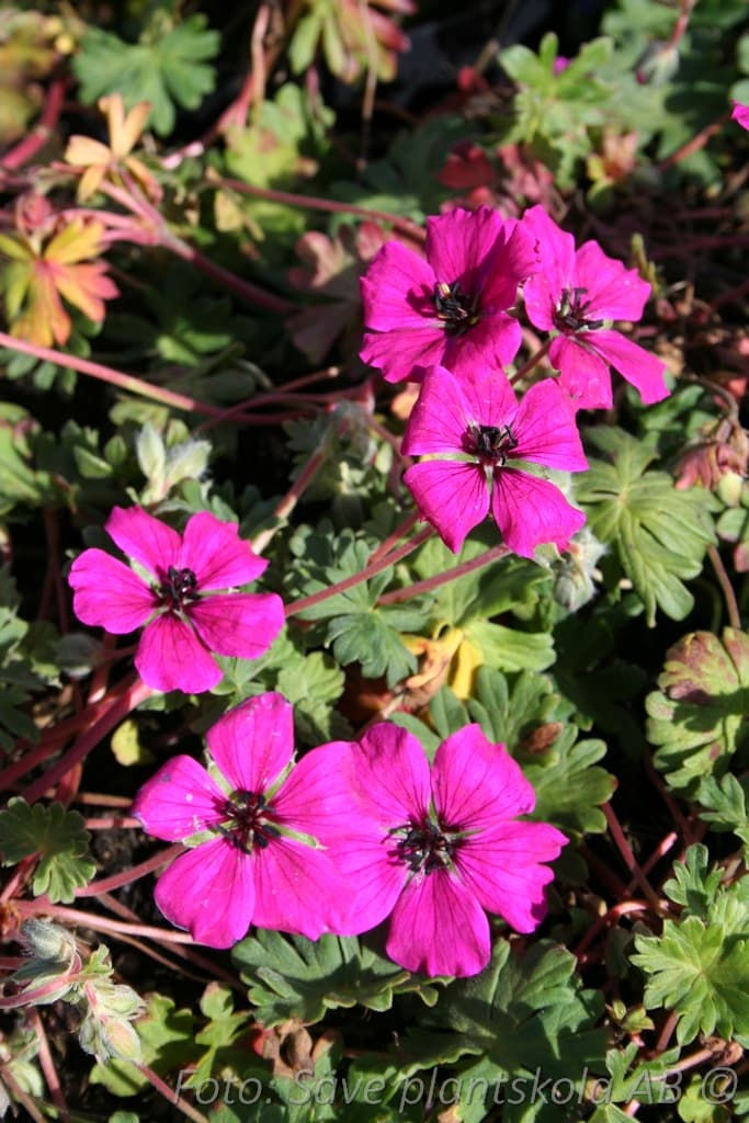 Geranium cinereum   'Signal'
