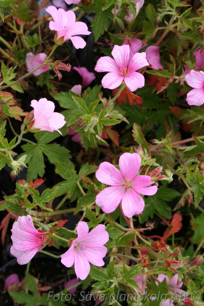 Geranium oxonianum 'Rose Clair'