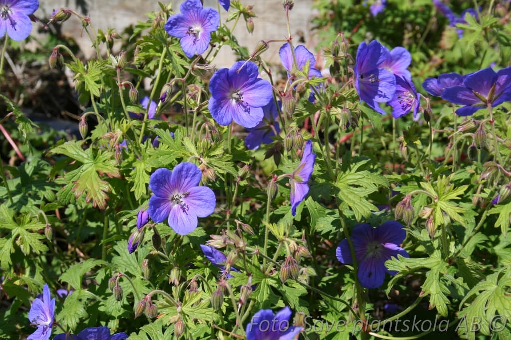 Geranium himalayense
