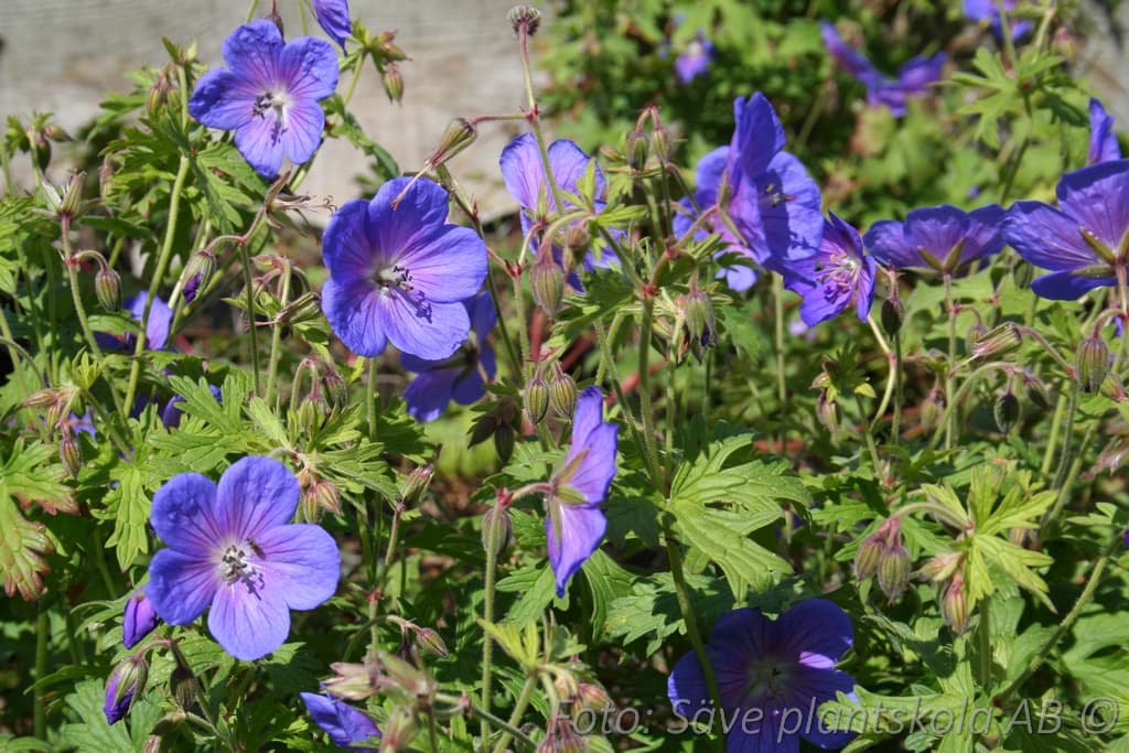 Geranium himalayense  'Gravetye'