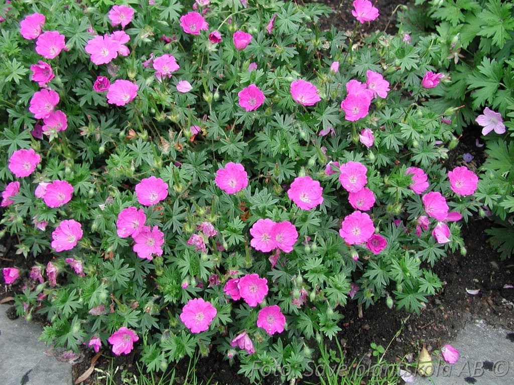 Geranium sanguineum  'Max Frei'