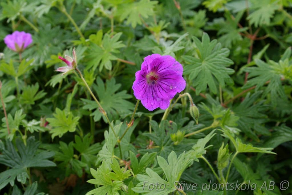 Geranium sanguineum  'Tiny Monster'