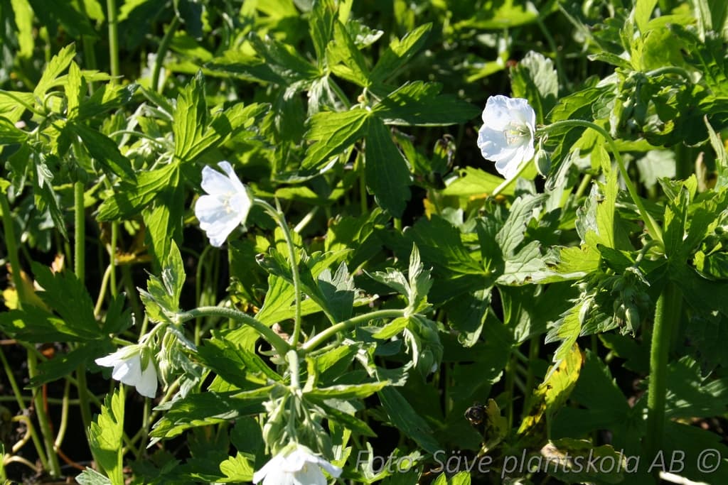 Geranium sylvaticum  'Album'