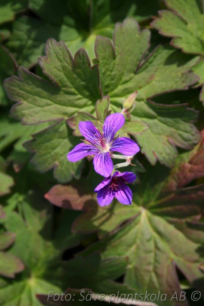 Geranium wlassovianum