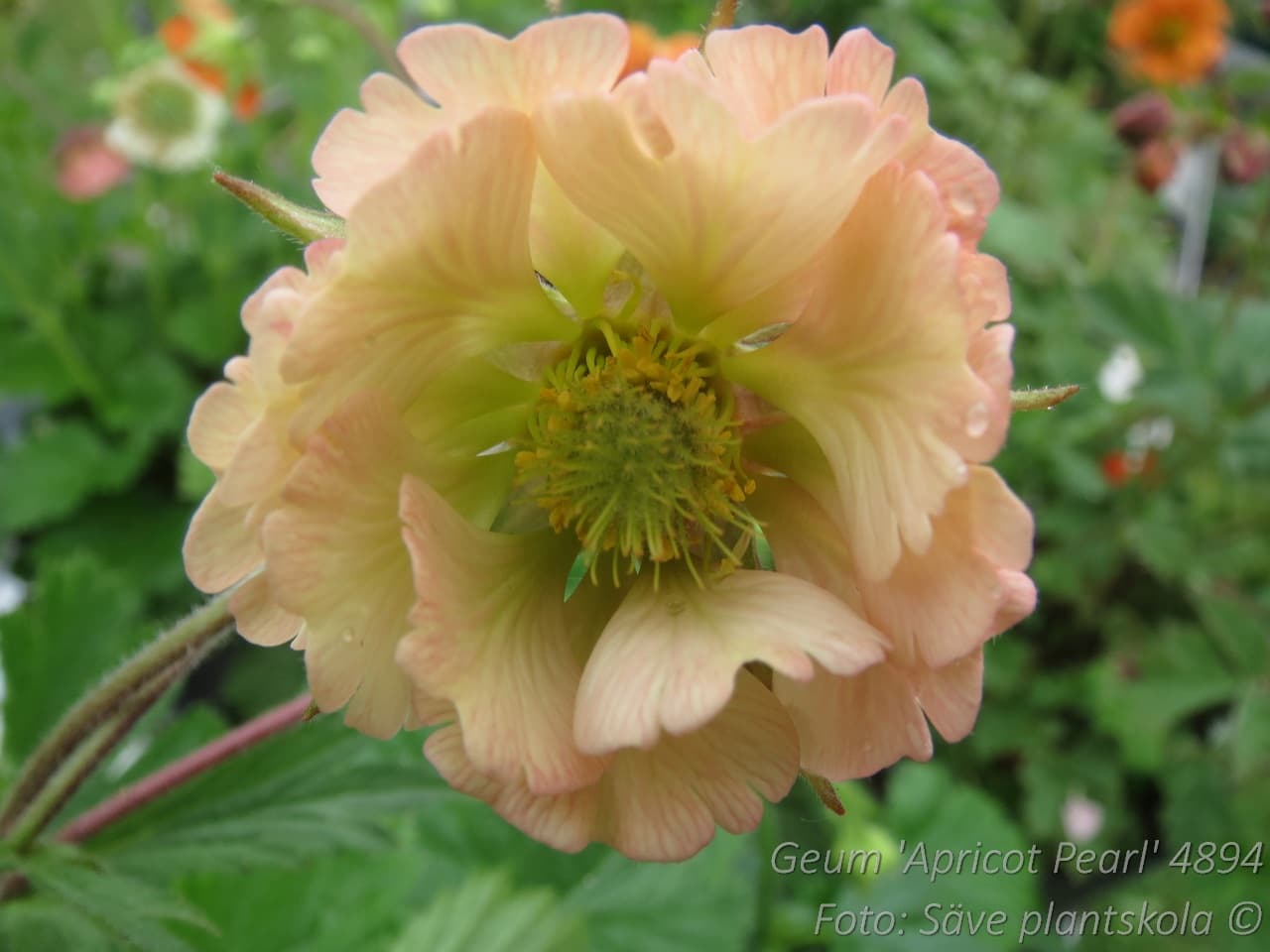 Geum  'Apricot Pearl'