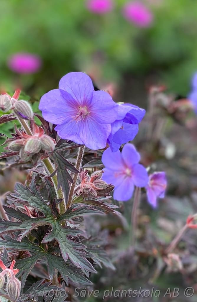 Geranium pratense  'Boom Chocolatta'