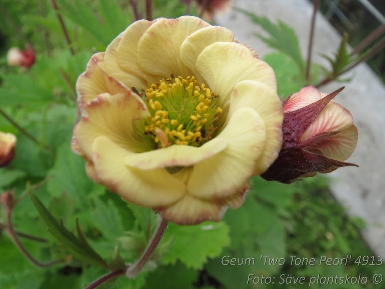 Geum  'Two Tone Pearl'