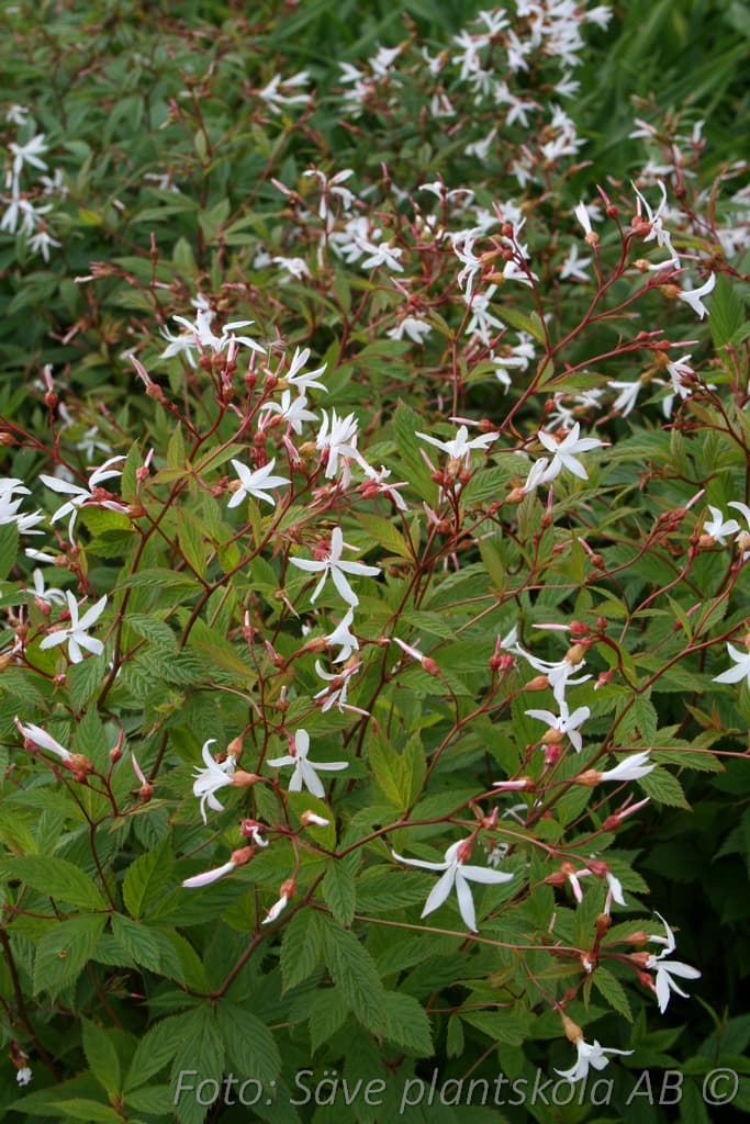 Gillenia trifoliata 1 L