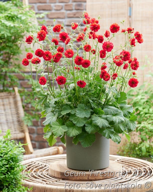 Geum  'Firestarter'
