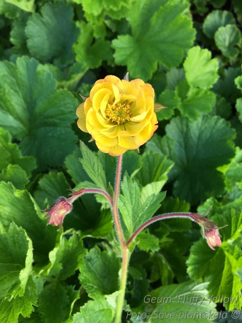 Geum  'Fluffy Yellow'