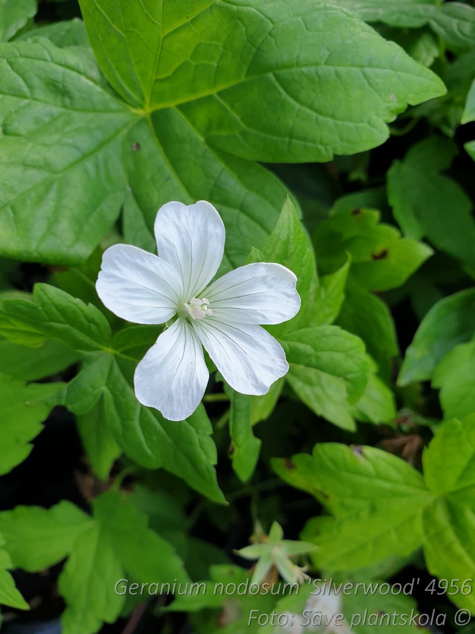 Geranium nodosum 'Silverwood'