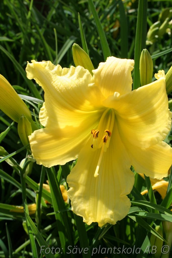 Hemerocallis   'Big Time Happy'