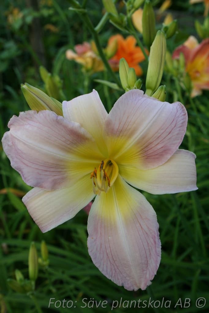 Hemerocallis   'Catherine Woodbery'