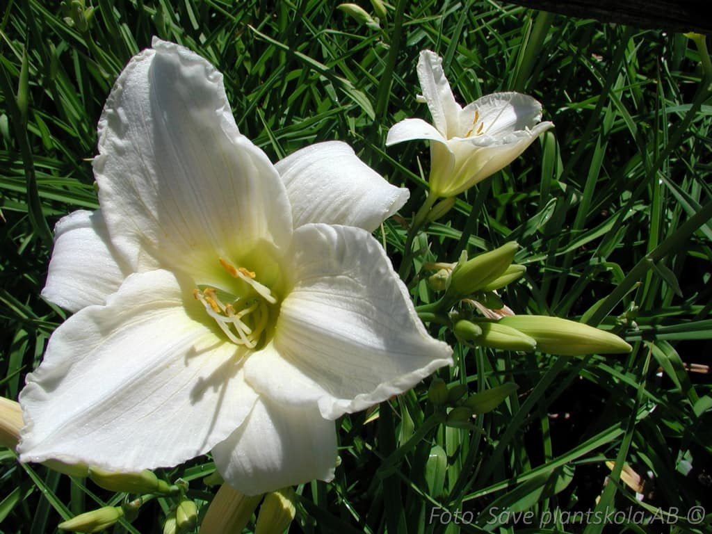Hemerocallis   'Gentle Shepherd'