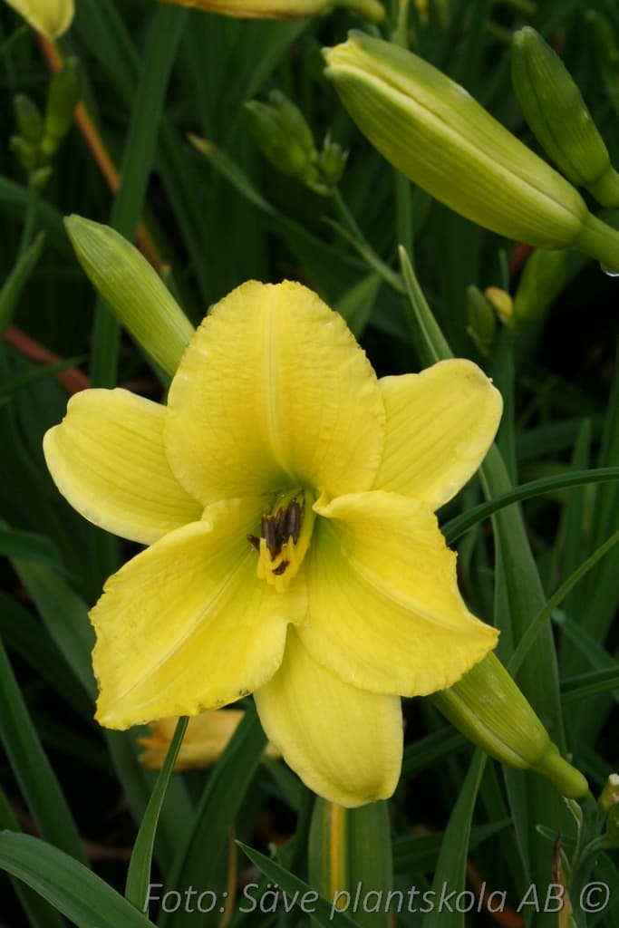 Hemerocallis   'Green Flutter'