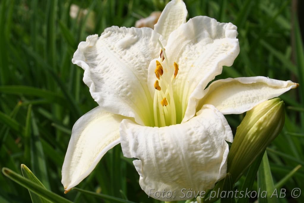 Hemerocallis   'Joan Senior'
