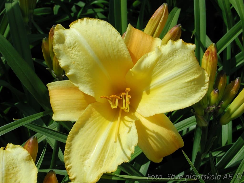 Hemerocallis   'Mary Todd'