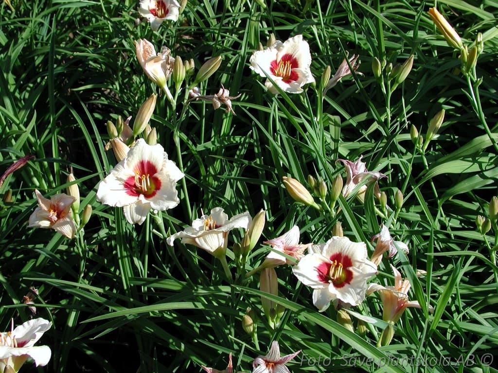 Hemerocallis   'Pandoras Box'