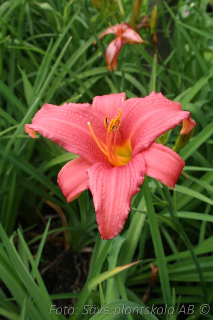 Hemerocallis   'Pink Damask'