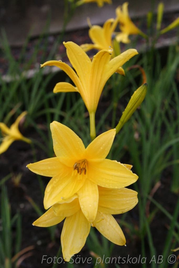 Hemerocallis lilioasphodelus