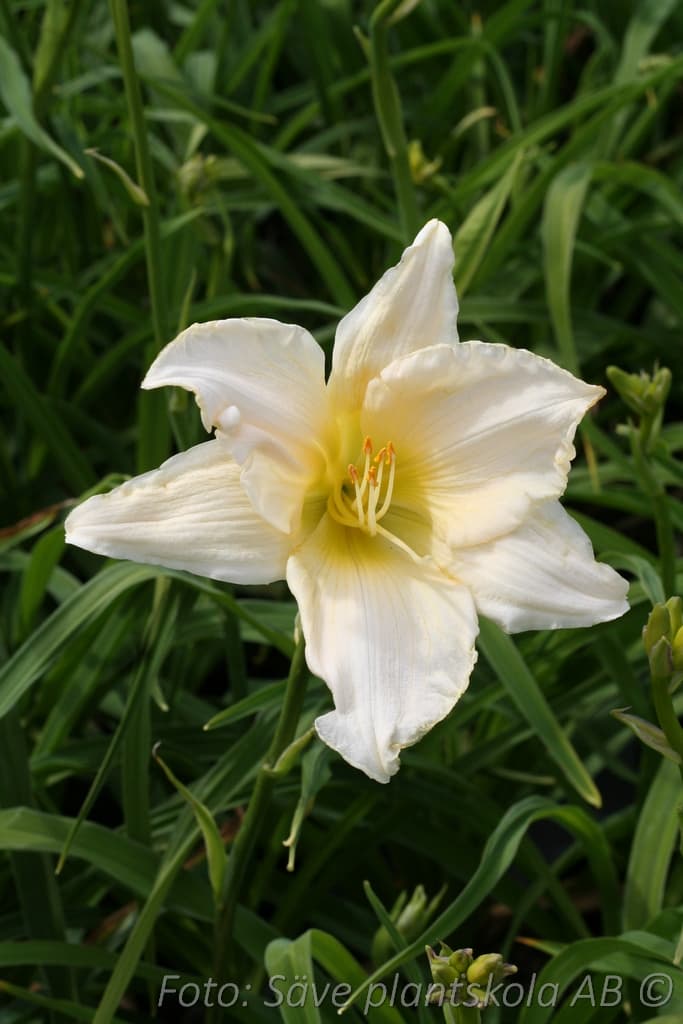 Hemerocallis   'White Temptation'
