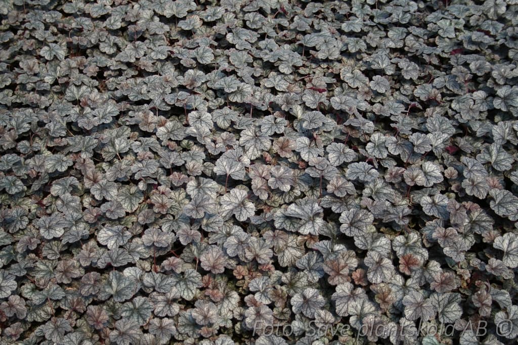 Heuchera   'Silver Scrolls' (PBR)