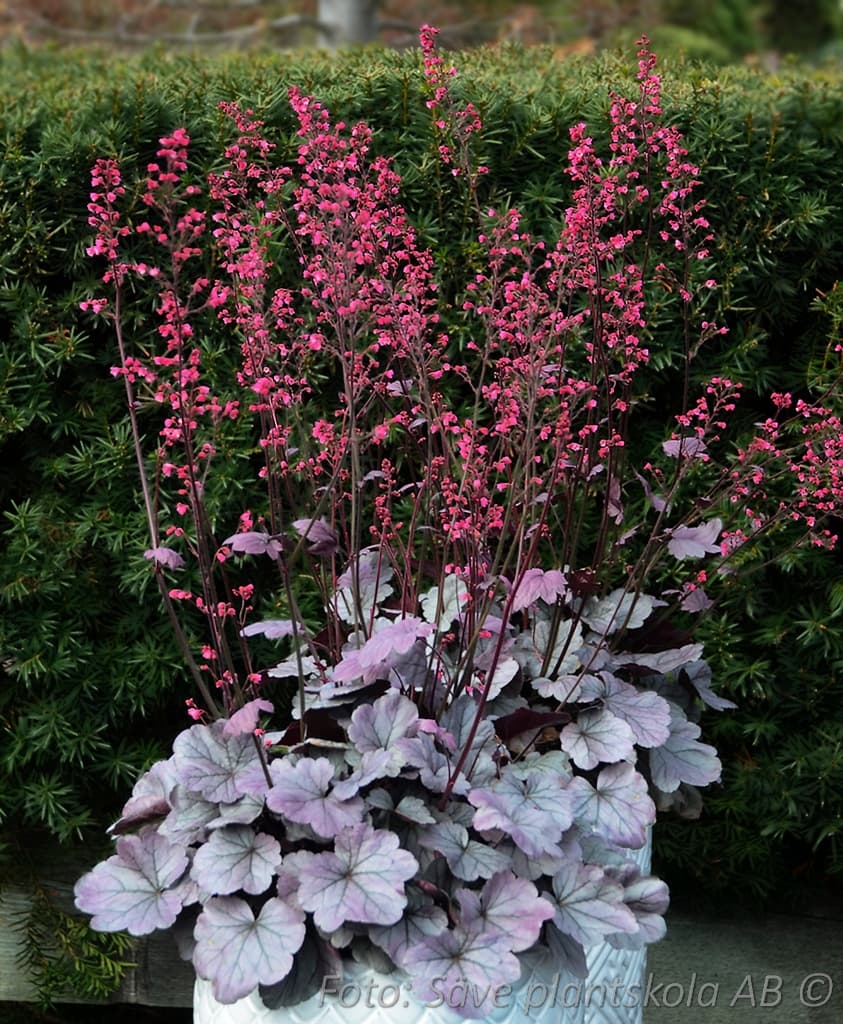 Heuchera   'Silver Gumdrop'