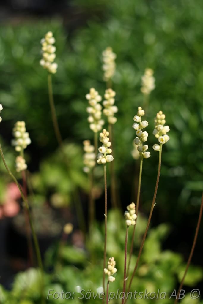 Heuchera sanguinea 'Schneewittchen'