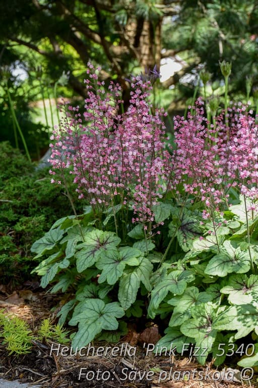 Heucherella   'Pink Fizz'