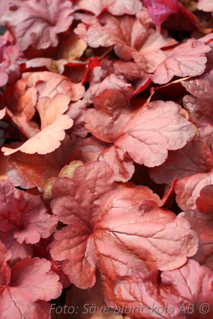 Heuchera   'Fire Alarm' (PBR)