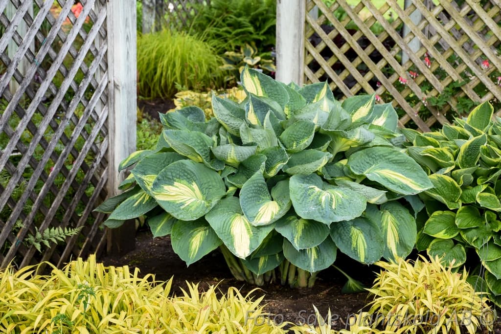 Hosta  'Hudson Bay' (PBR)