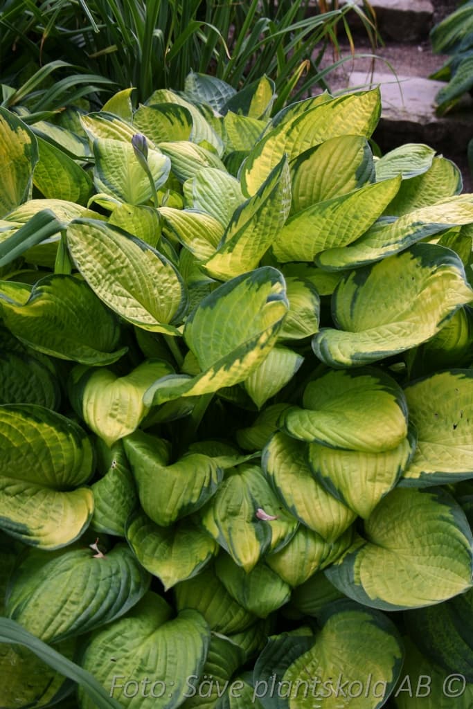 Hosta fortunei  'Gold Standard'