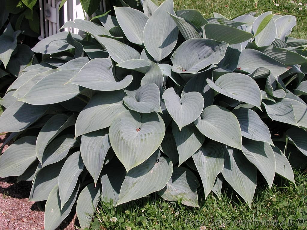 Hosta tardiana  'Halcyon'