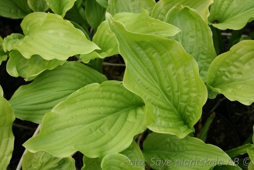 Hosta  'Royal Standard'