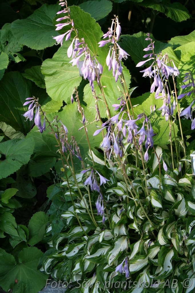 Hosta undulata  'Univittata'