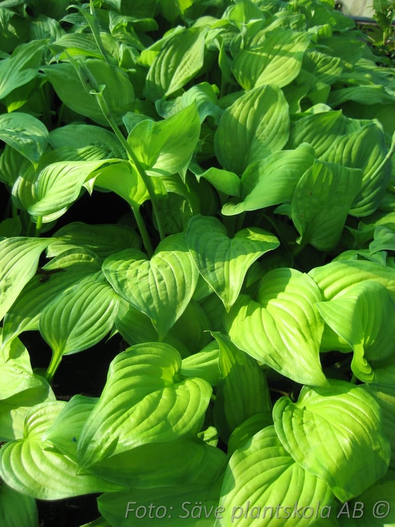 Hosta  'Guacamole'