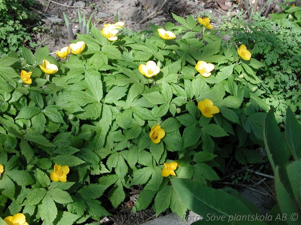 Hylomecon japonica