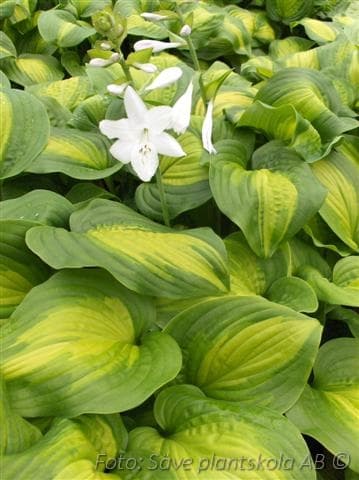 Hosta  'Avocado'