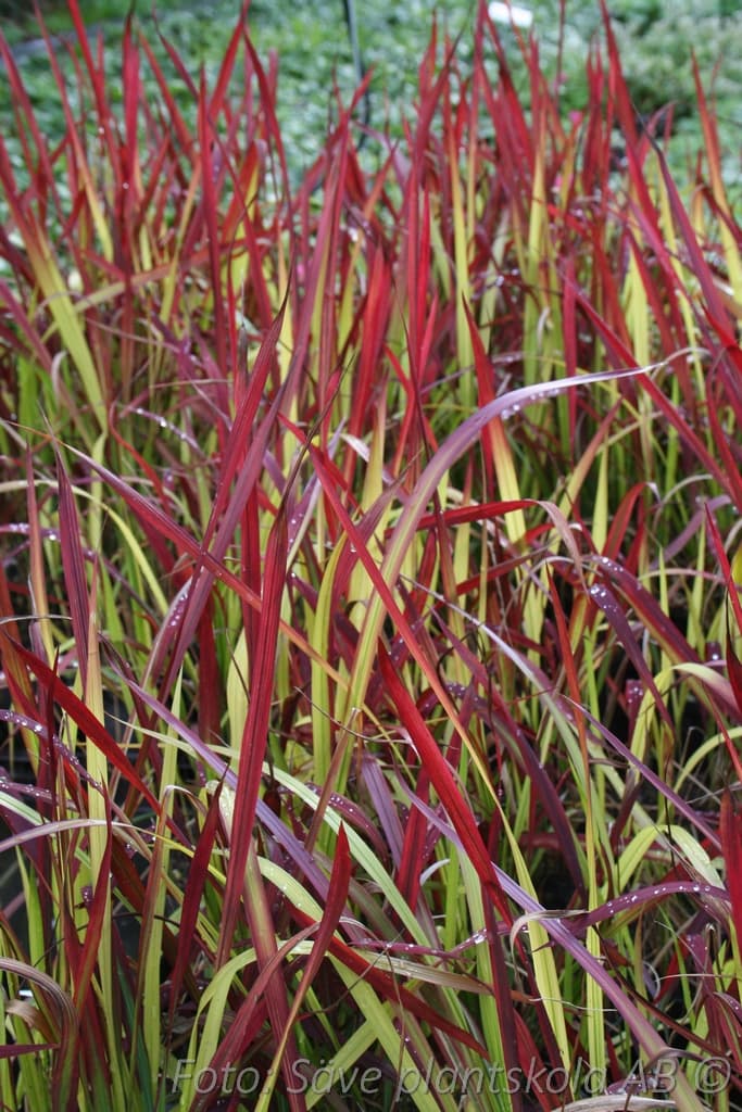 Imperata cylindrica 'Red Baron'