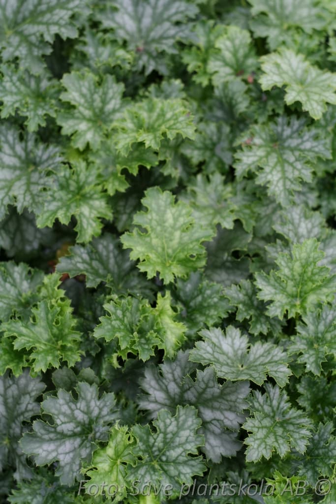 Heuchera   'Apple Crisp' (PBR)