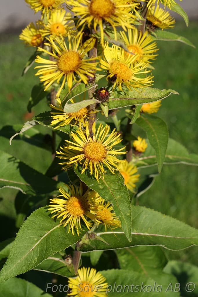 Inula helenium