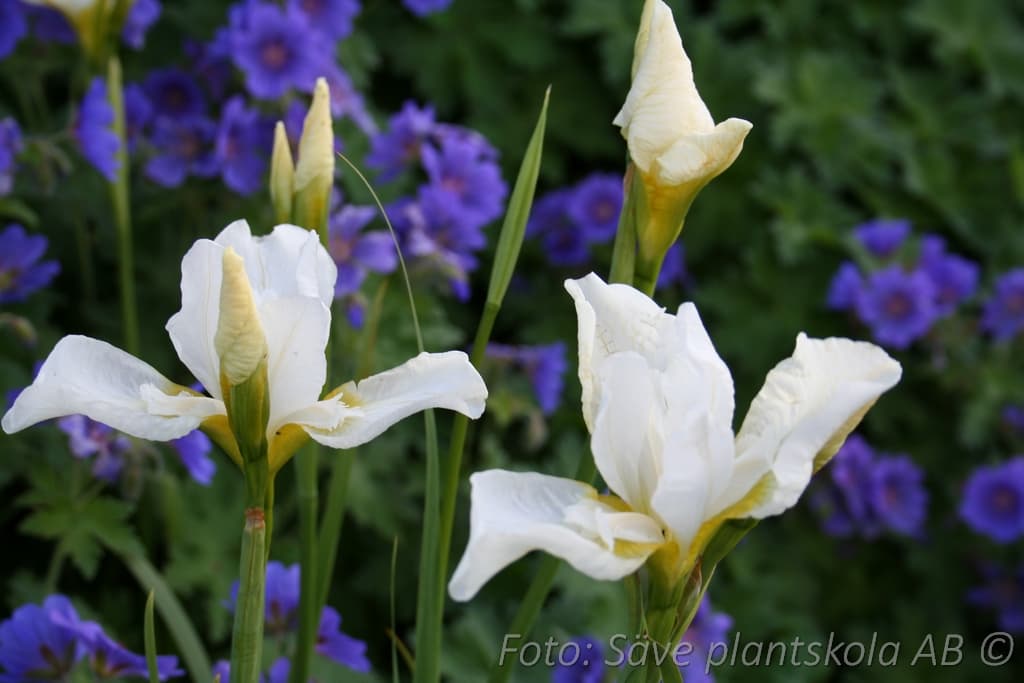 Iris sibirica  'Snow Queen'