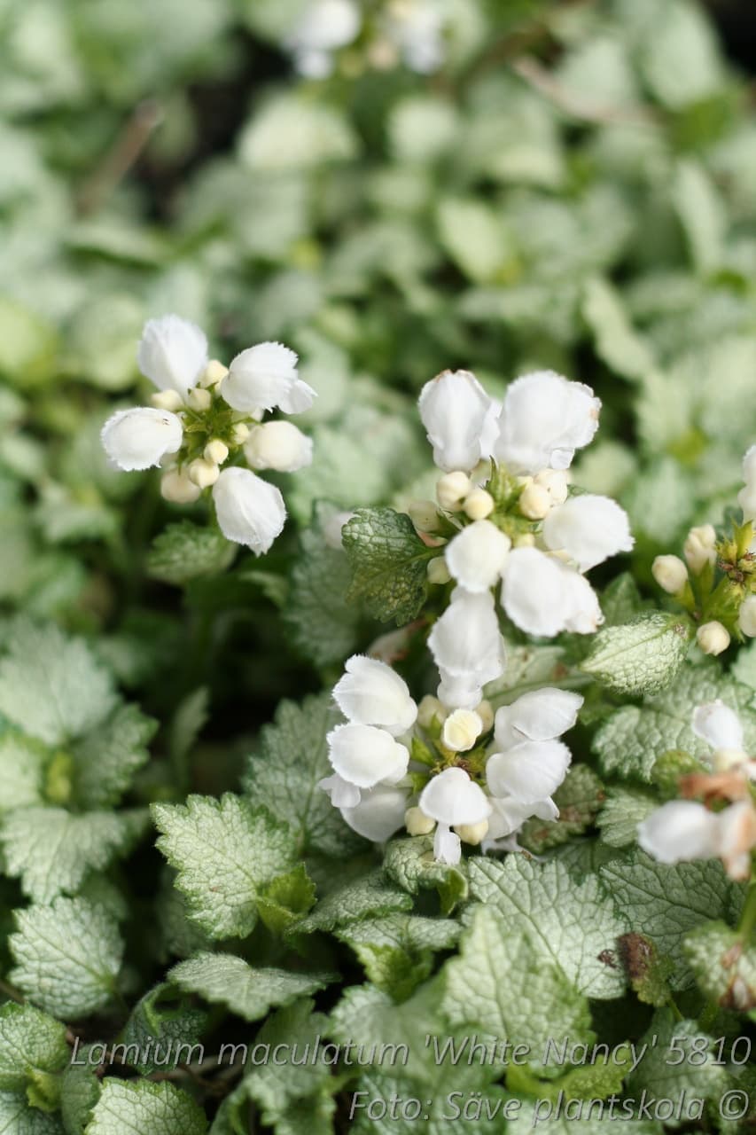Lamium maculatum  'White Nancy'