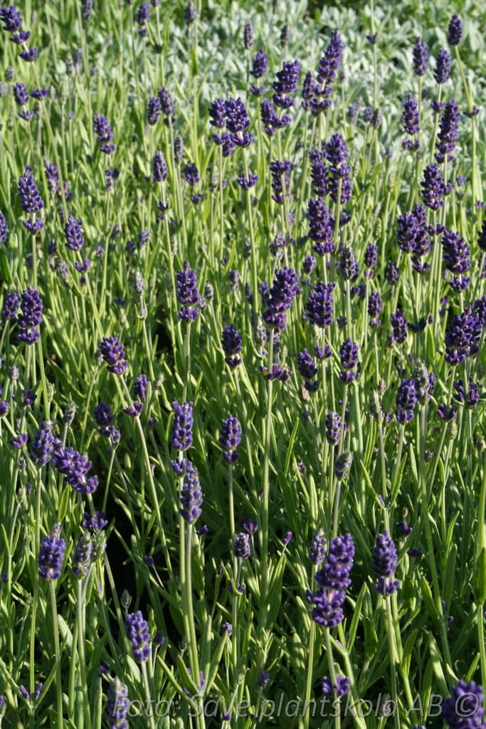 Lavandula angustifolia  'Dwarf Blue'