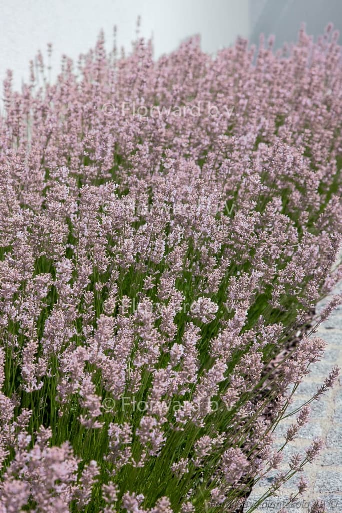 Lavandula angustifolia  'Rosea'