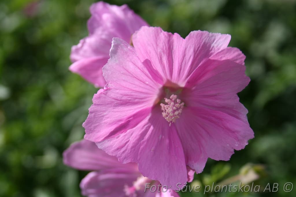 Malva clementii 'Barnsley'