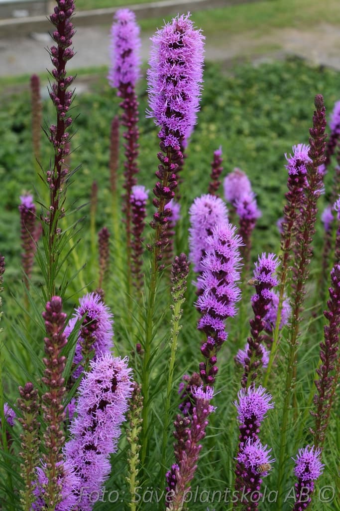 Liatris spicata  1 L